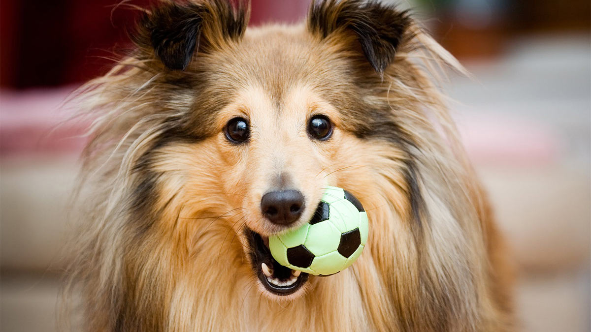 Шелти: умная, красивая и очень дружелюбная собака для активного хозяина