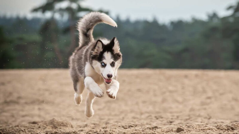 Якутская лайка: красивая и энергичная собака для активного хозяина