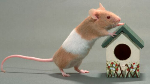 «Дикие мыши и крысы потенциально опасны для человека». Как не допустить появление грызунов в доме