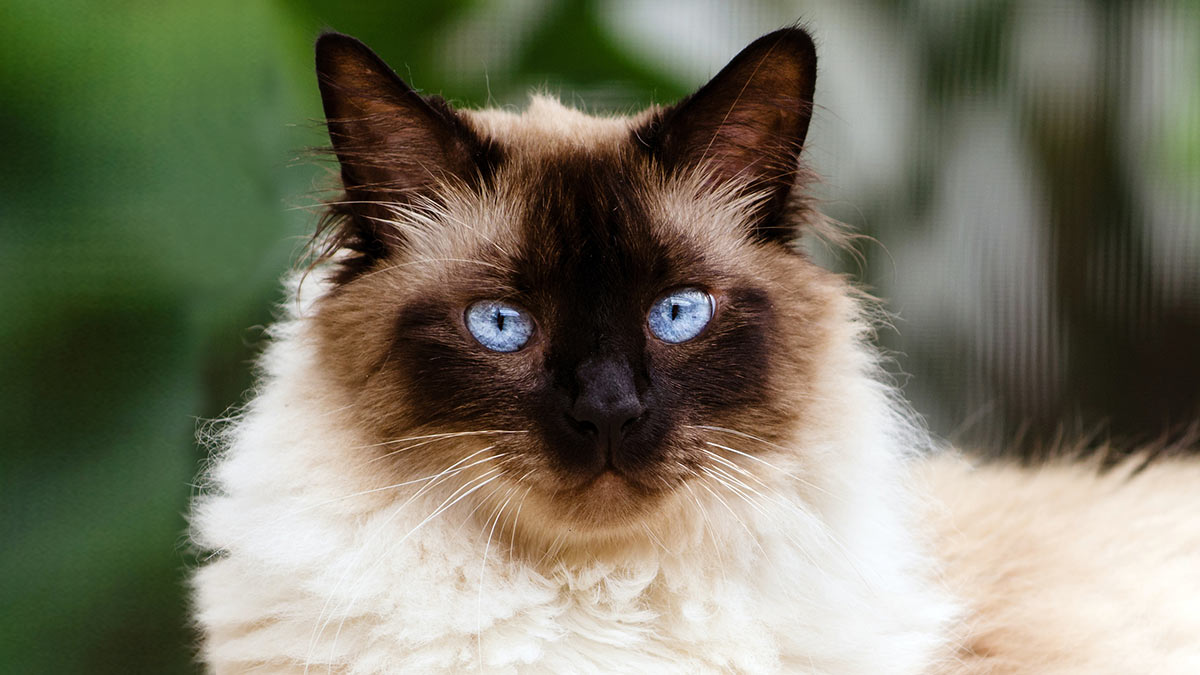 сиамская кошка длинношерстная голубоглазая