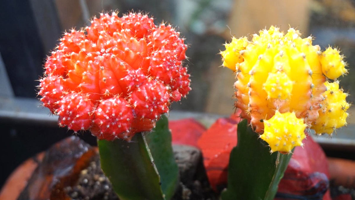 Мода на двухцветные кактусы пришла из Японии