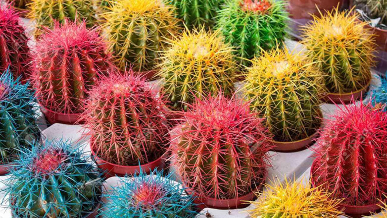 Разноцветные кактусы: какие они бывают и как их выращивают