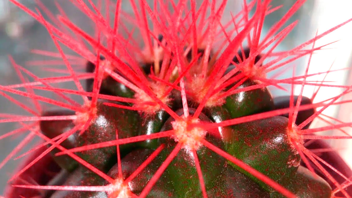 У эхинокактуса Грузони колючки от природы имеют красноватый оттенок, другие кактусы подкрашивают при поливе