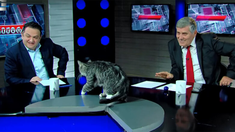 Кот прервал разговоры о политике, запрыгнув на стол в прямом эфире грузинского телеканала