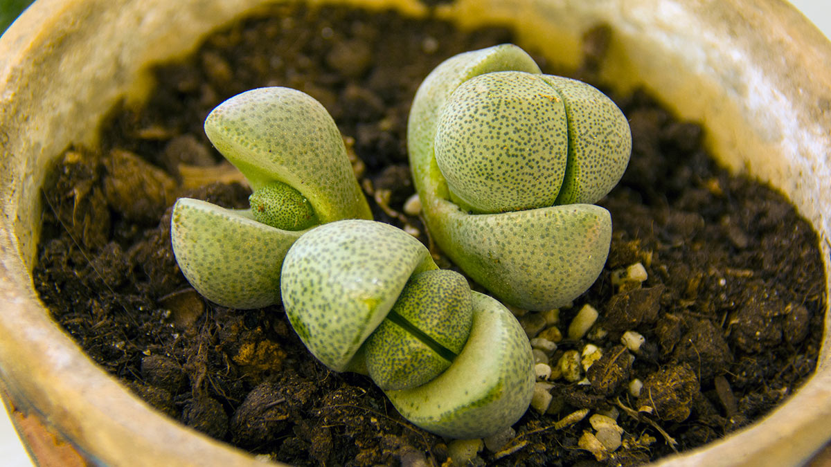 "Живые камни": как ухаживать за литопсами и выращивать их в домашних ...