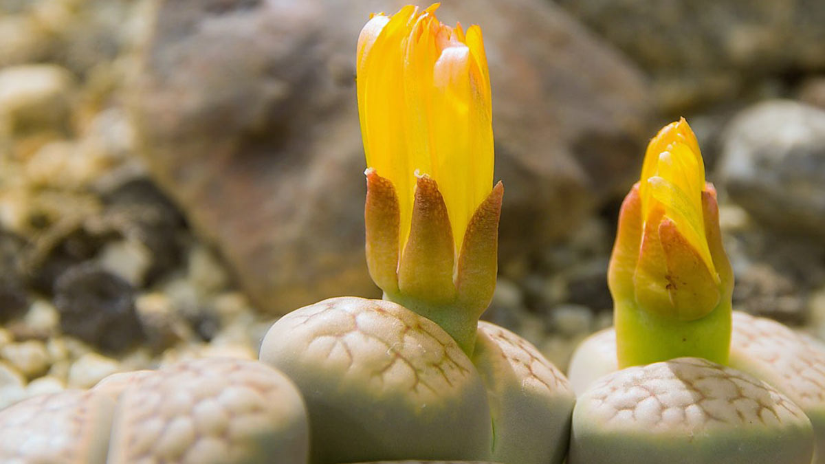 Lithops otzeniana