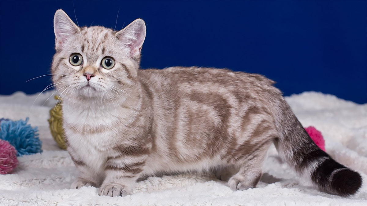 Кошка с самыми короткими лапками в мире | Пикабу