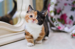 Редкие кошки: 5 известных пород с короткими лапами