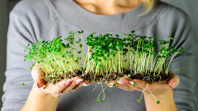 Огород на подоконнике: какую микрозелень легко выращивать дома