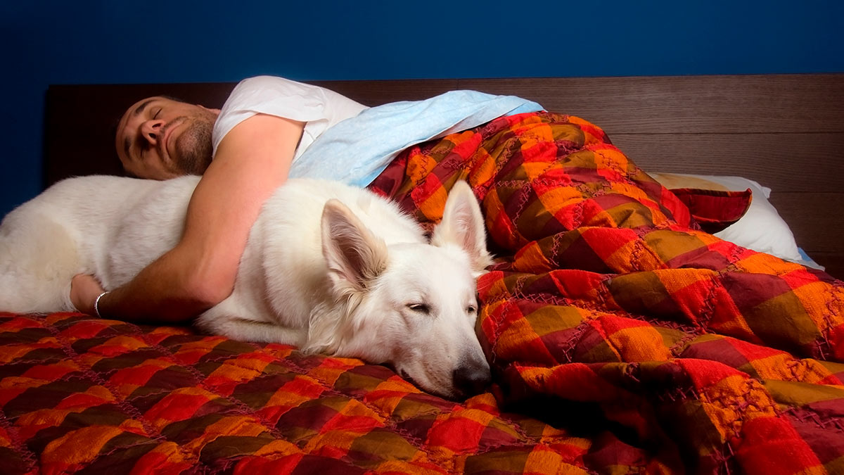 Спящие псы отзывы. Кровать для собаки. Собака в кровати с хозяином.