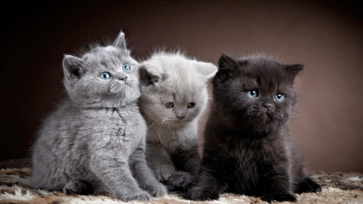 три котёнка