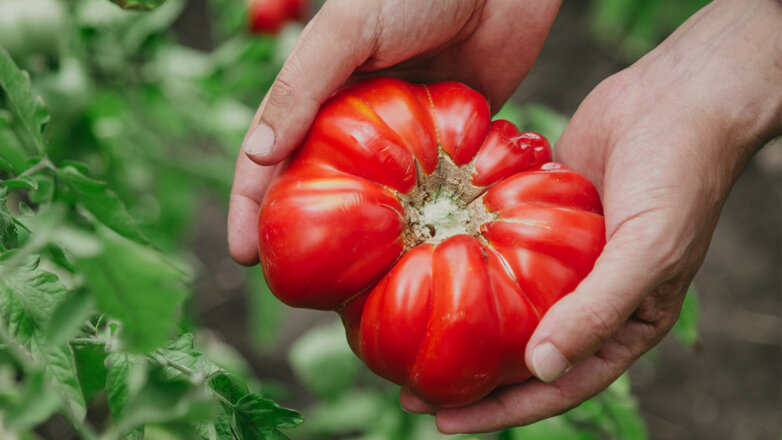 Большой урожай: 3 совета, которые помогут вырастить крупные и вкусные помидоры