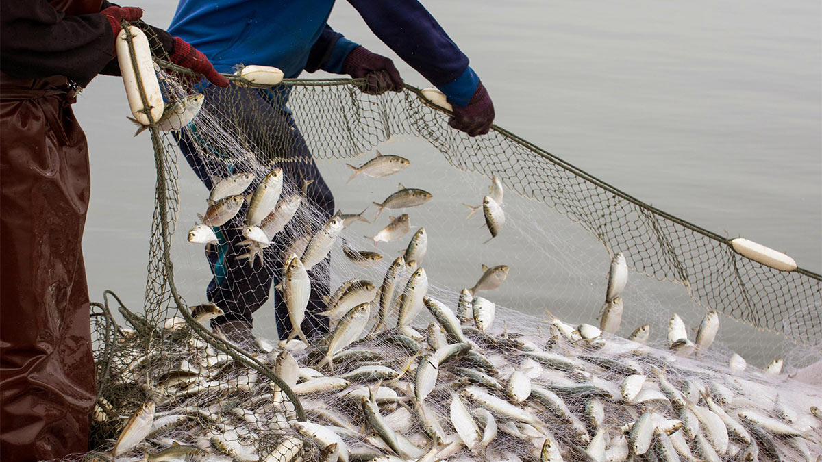 Россия запретила ввозить готовую рыбную продукцию из недружественных стран