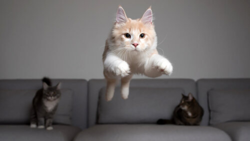 Мифы о кошках: 6 заблуждений, которые наносят вред домашним питомцам
