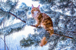 Холод нипочем: 5 пород кошек, которые легко переносят зиму