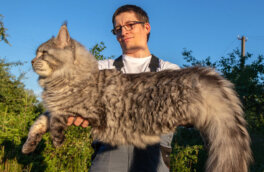 Большие и милые: 6 пород крупных домашних кошек