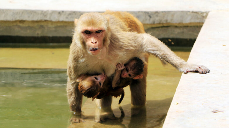 Разъяренные обезьяны убили 250 щенков в отместку за смерть одного из своих детенышей