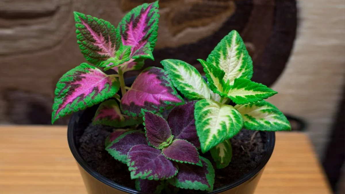 Пестролистные комнатные растения и изменение их окраски