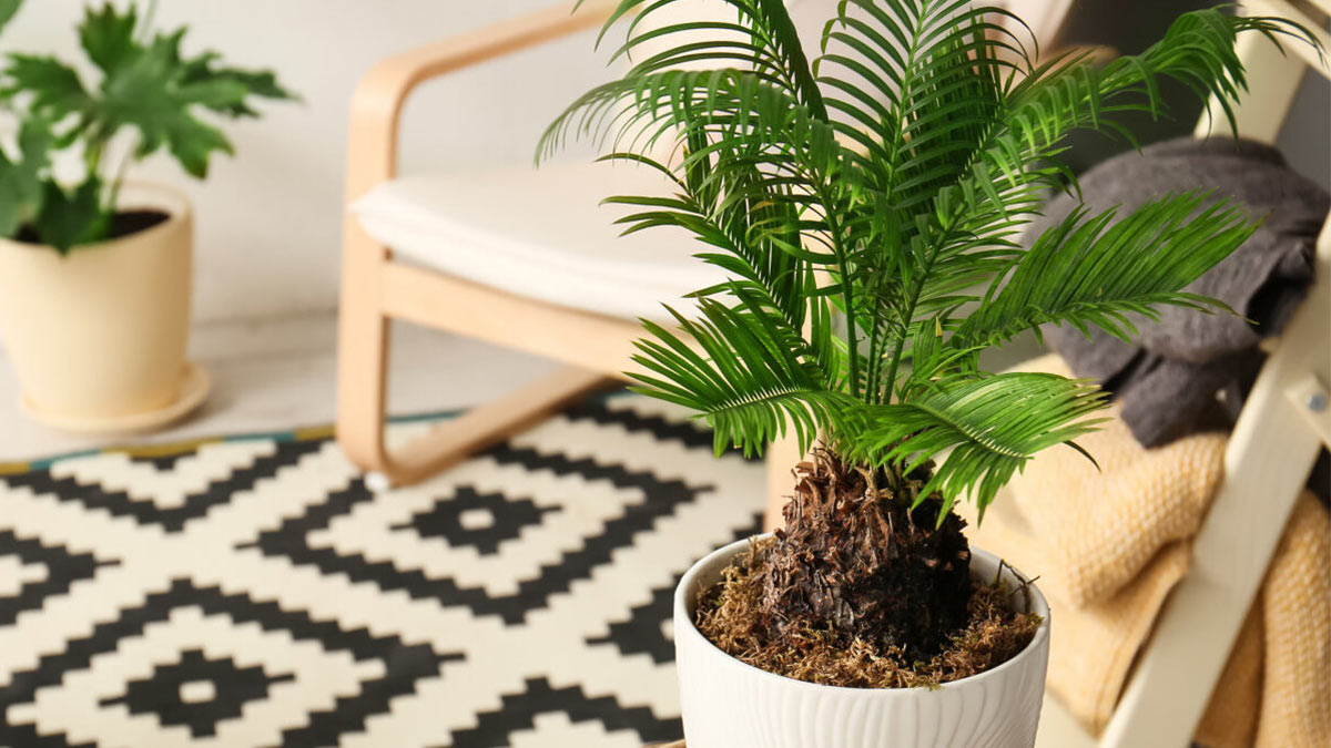 вода и растения. почва с цеолитом. растения поглощающие влагу. растения поглощающие влагу. комнатные растения фикус хлорофитум.