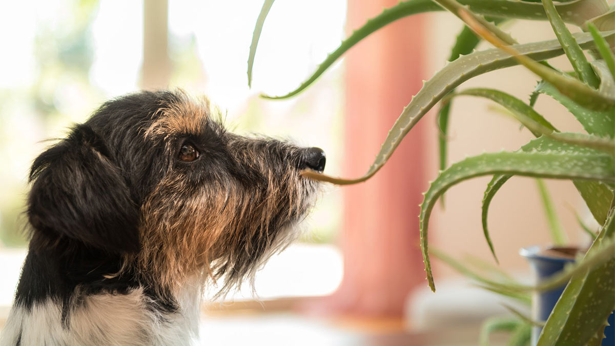 Пес и комнатные растения