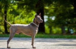 Тайский риджбек: своенравная, храбрая и преданная собака