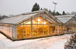 В ЕС работа тепличных хозяйств оказалась под угрозой из-за энергокризиса