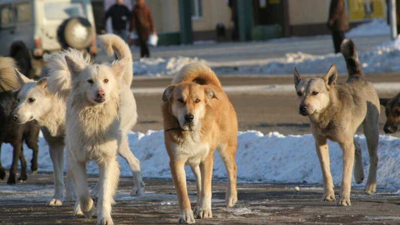 В Киргизии убили более 20 тыс. бродячих собак