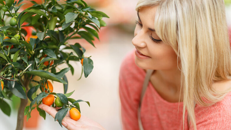 Апельсиновое дерево: как получить урожай дома