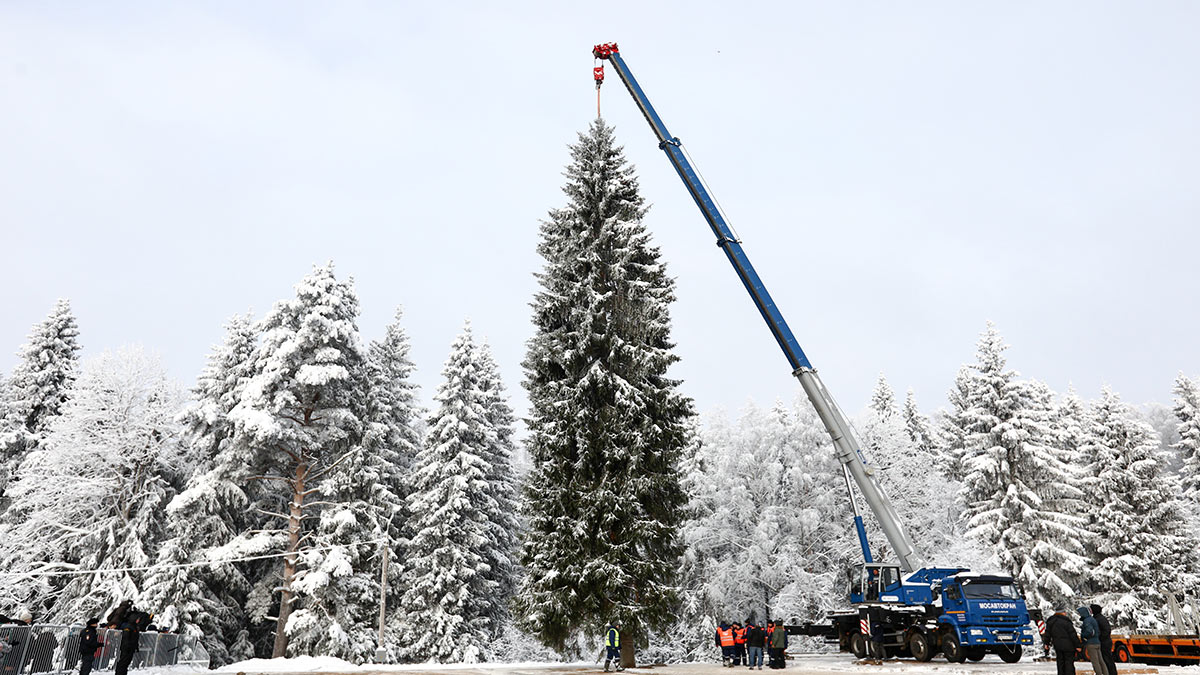 Главную новогоднюю елку срубили в Щёлково