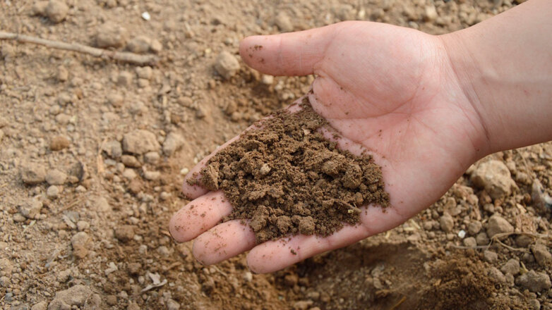 Как улучшить состояние почвы на участке и сделать ее плодородной: советы огородникам