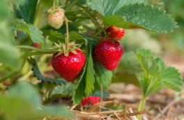 Богатый урожай ягод: через сколько лет можно сажать клубнику на прежнее место