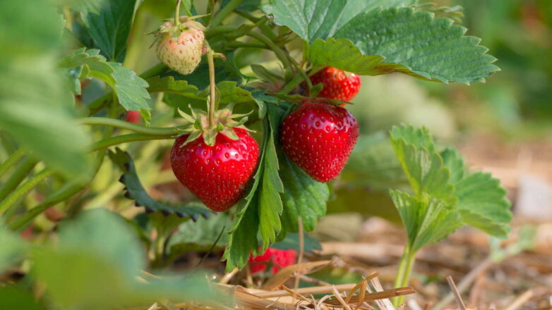 Богатый урожай ягод: через сколько лет можно сажать клубнику на прежнее место