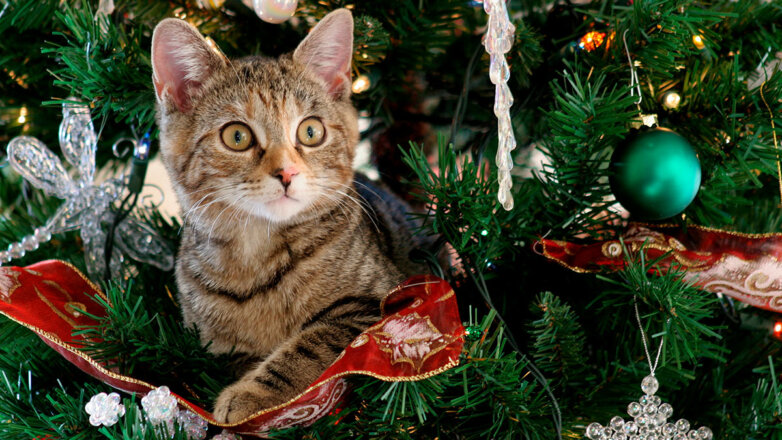 Как не дать кошке забраться на новогоднюю елку: советы владельцам