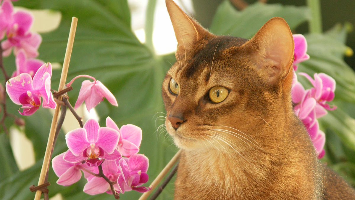 Безопасны для кошек: 5 красивых и нетоксичных комнатных растений