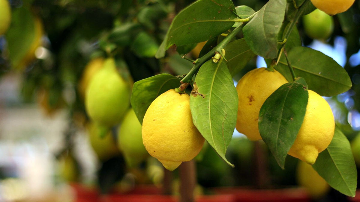 Цитрусовые - Лимон