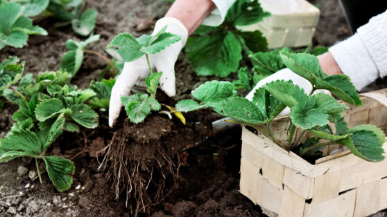 Лунный календарь садовода и огородника на май 2022 года: список посевных дней