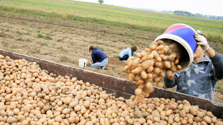 Производство картофеля и овощей в России хотят нарастить в 2022 году