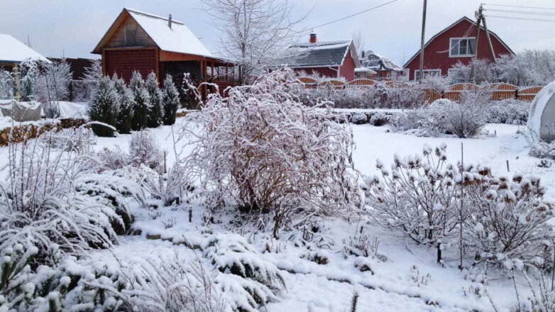 Снег в саду: как с его помощью защитить растения от морозов