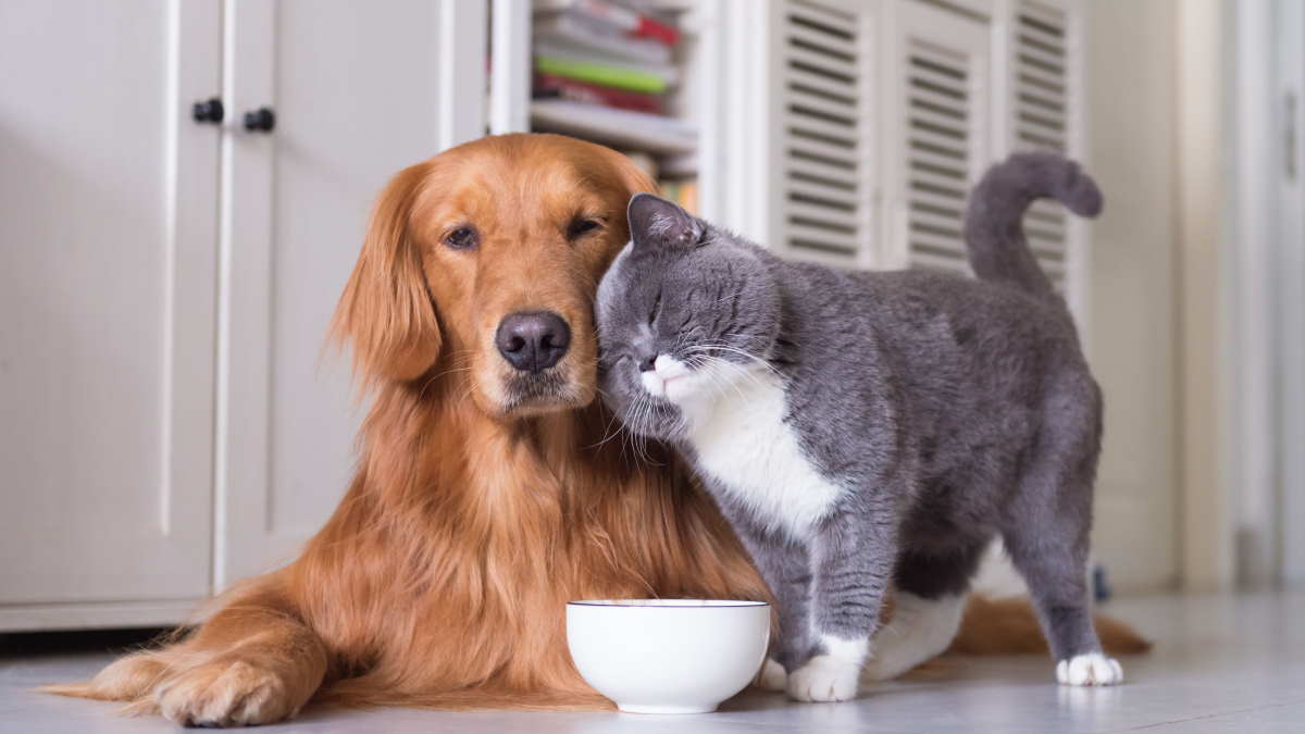 Как подружить кошку с собакой: советы зоопсихологов