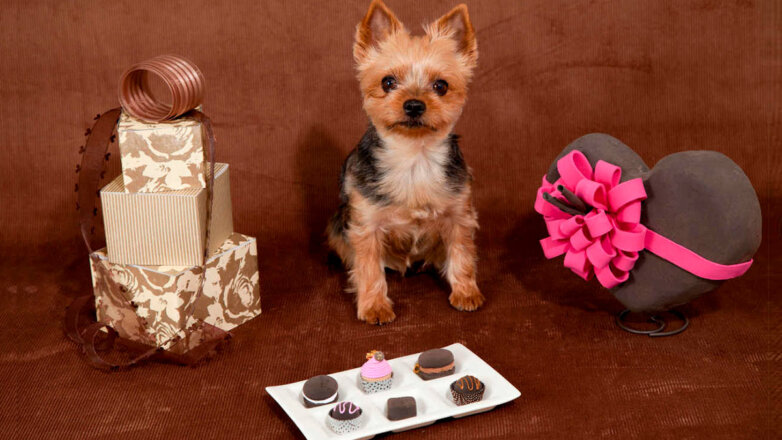 собака и шоколадные конфеты