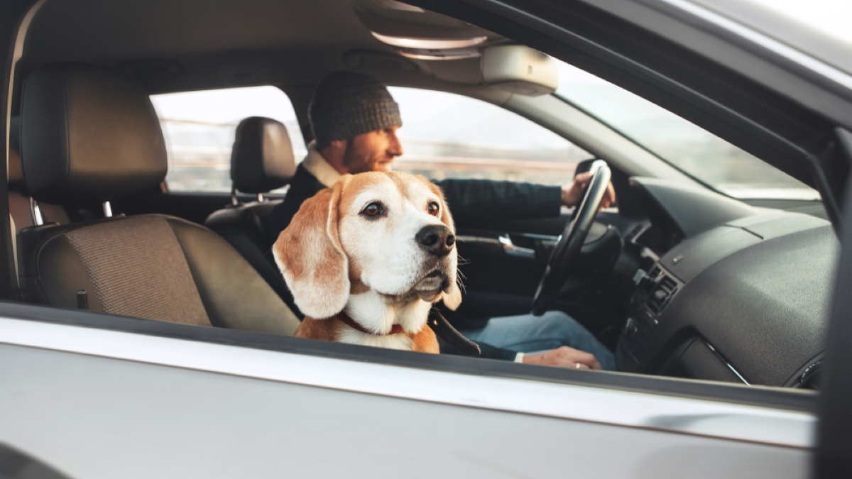Как приучить собаку к автомобилю: 4 совета для водителей