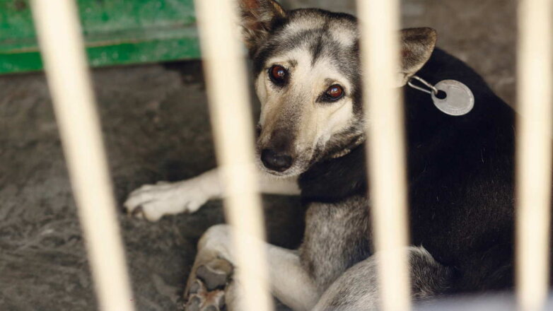 Госдума рассмотрит проекты законов о борьбе с жестоким обращением с животными