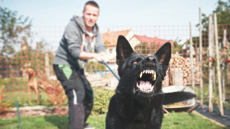 Юрист рассказал, какое наказание грозит хозяевам агрессивных собак