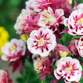 Цветут уже в первый год: 5 неприхотливых, но красивых многолетников для сада