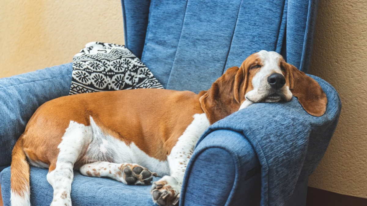 Бассет-хаунд спит на кресле