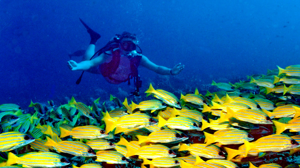Банановый риф Мальдивы банановый риф Мальдивы
