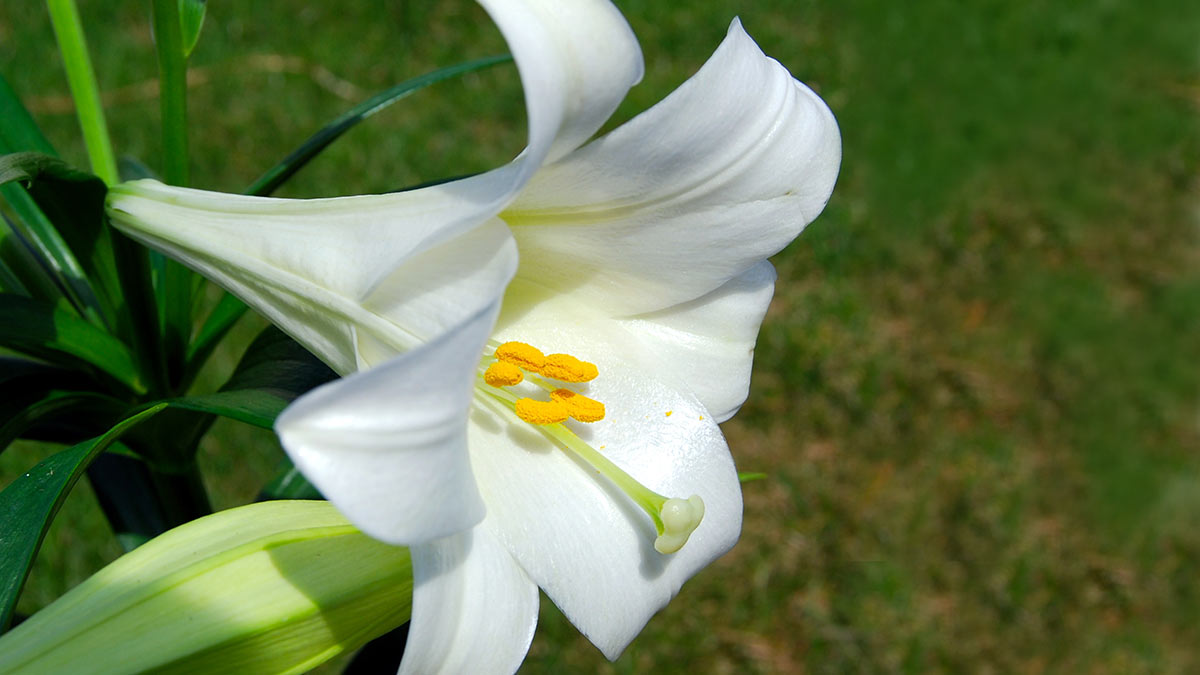 Длинноцветковые лилии (Elegans lily) 