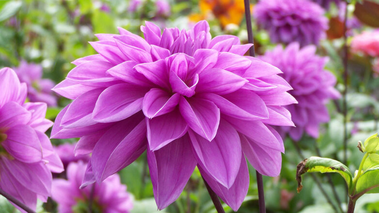 Яркое разнообразие: 10 самых красивых цветов для сада