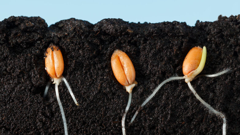 Как улучшить прорастание семян: 4 простых способа повысить всхожесть