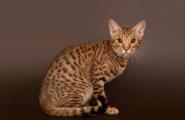 Пятнистый окрас: 6 пород домашних кошек с генами диких предков